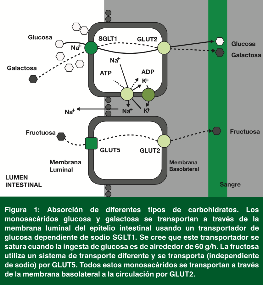 Osmoralidad carbohidratos